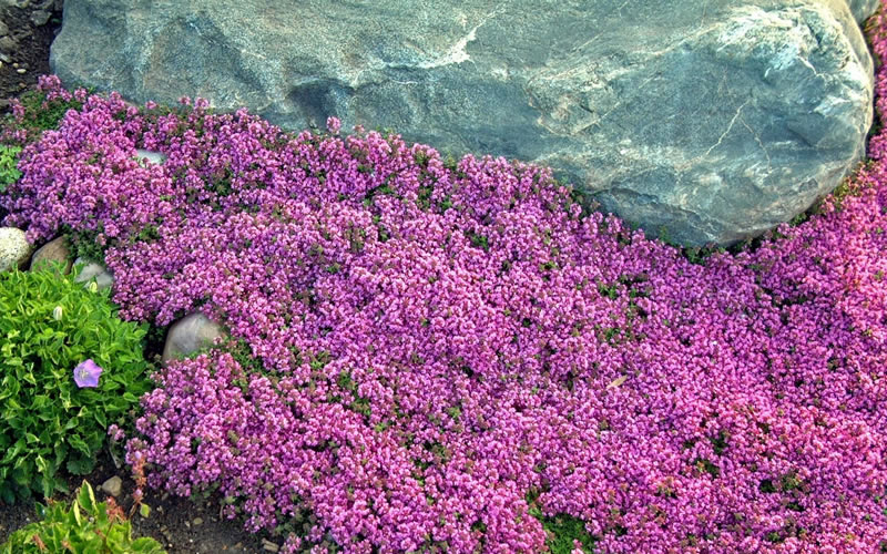 Red Creeping Thyme