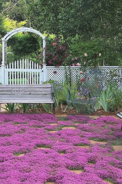 Red Creeping Thyme