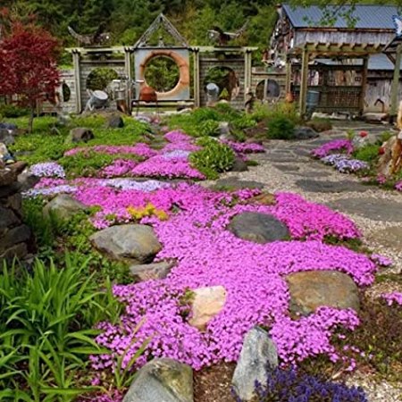Red Creeping Thyme