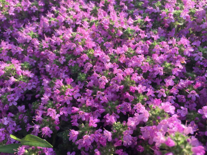 Red Creeping Thyme