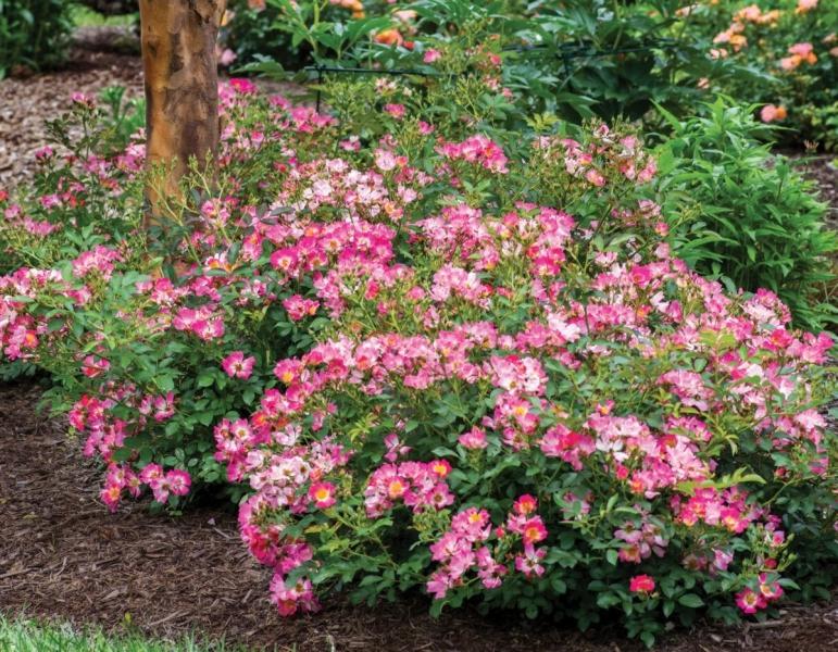 Pink Drift Groundcover Rose