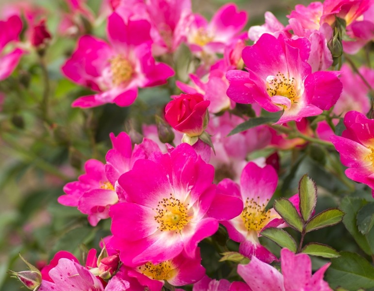 Pink Drift Groundcover Rose