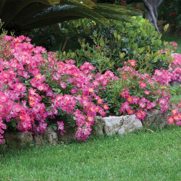Pink Drift Groundcover Rose