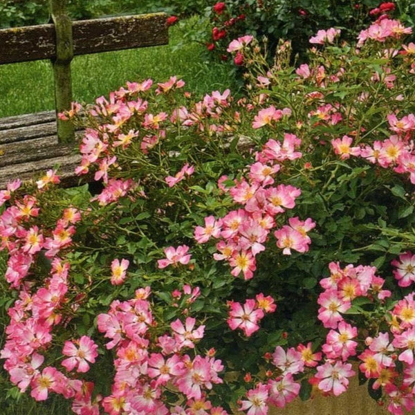 Pink Drift Groundcover Rose