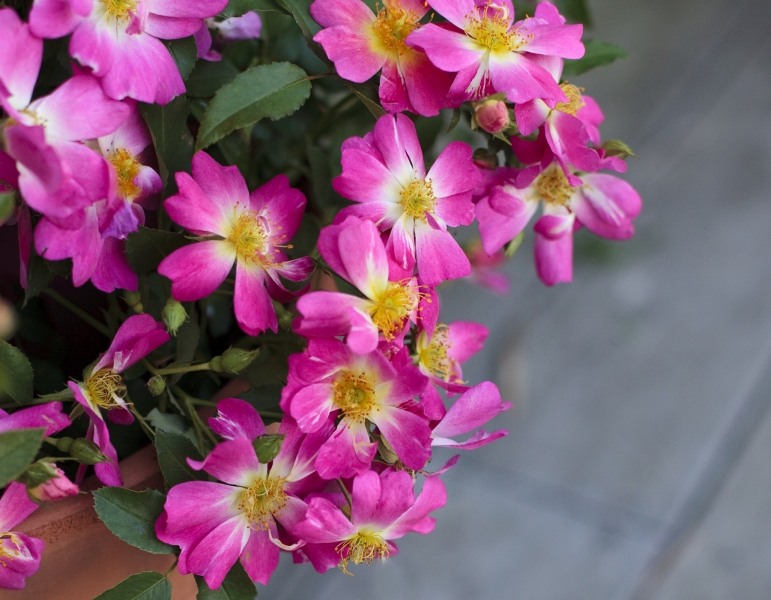 Pink Drift Groundcover Rose