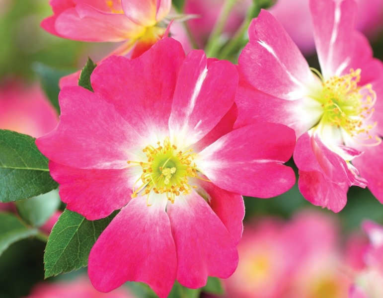 Pink Drift Groundcover Rose
