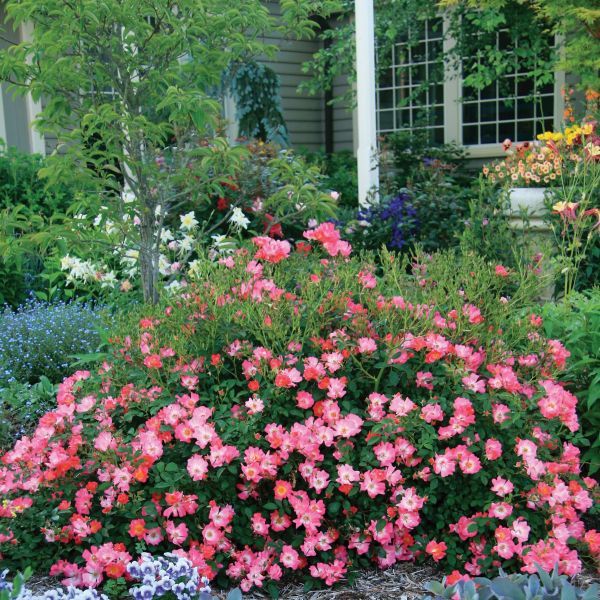 Pink Drift Groundcover Rose