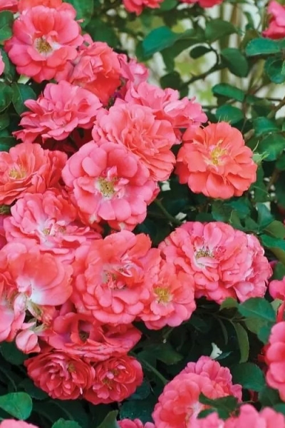 Coral Drift Groundcover Rose
