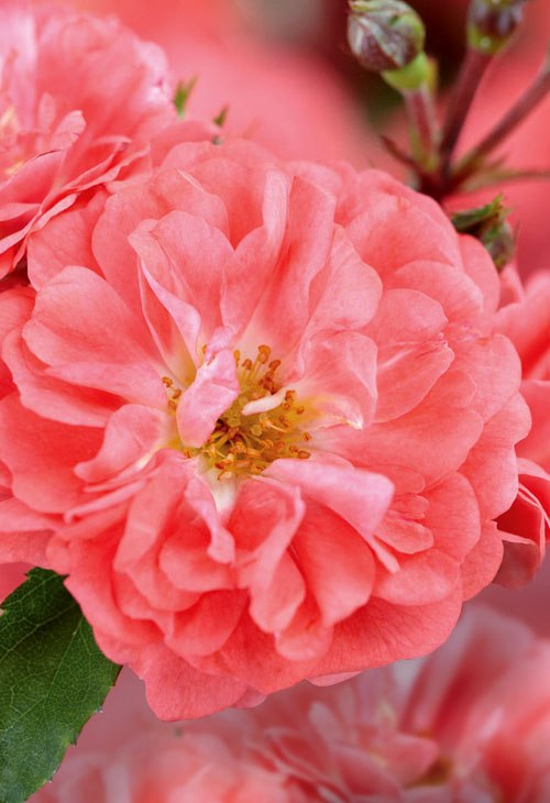 Coral Drift Groundcover Rose
