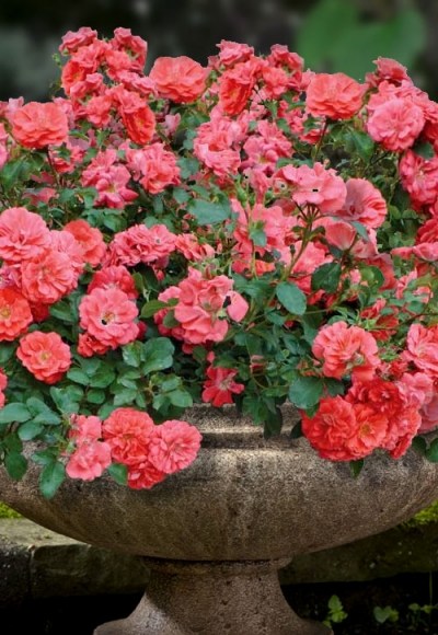 Coral Drift Groundcover Rose