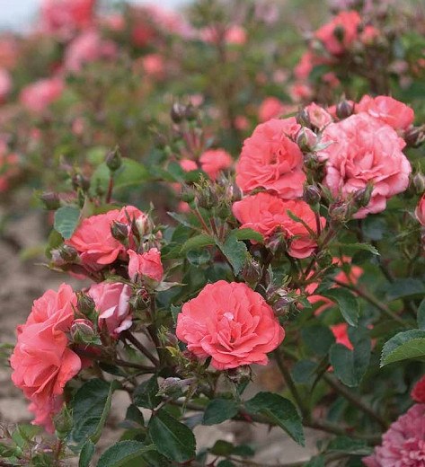 Coral Drift Groundcover Rose