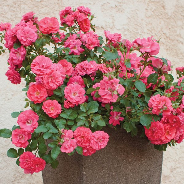 Coral Drift Groundcover Rose