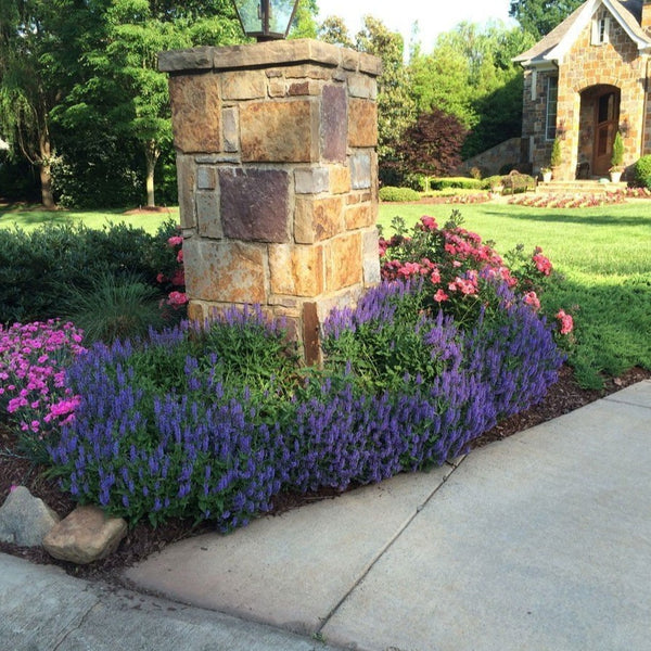 Coral Drift Groundcover Rose