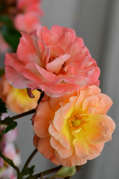 Peach Drift Groundcover Rose