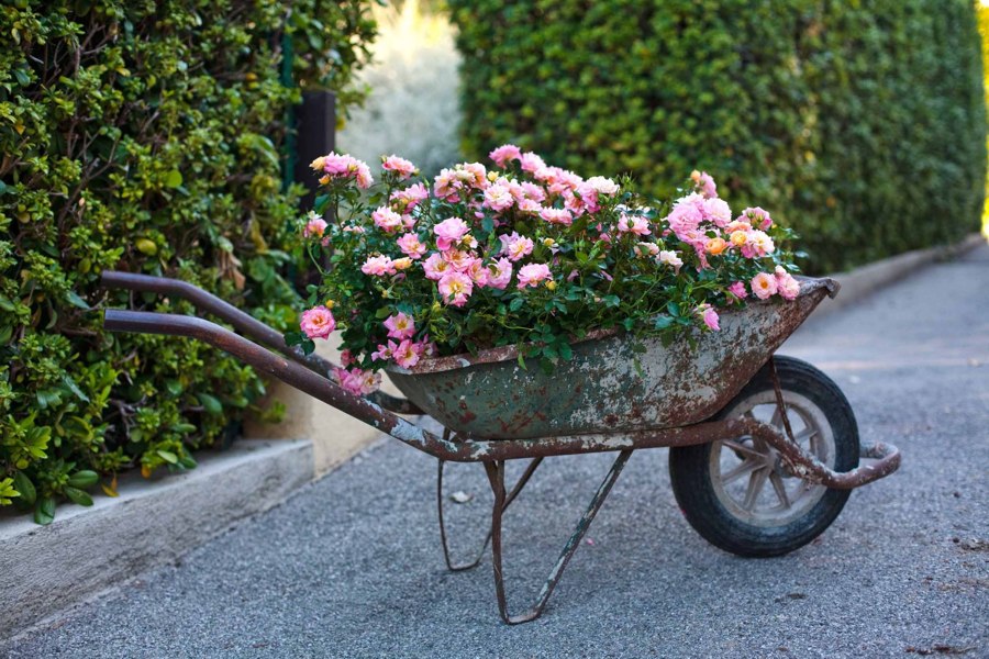 Peach Drift Groundcover Rose