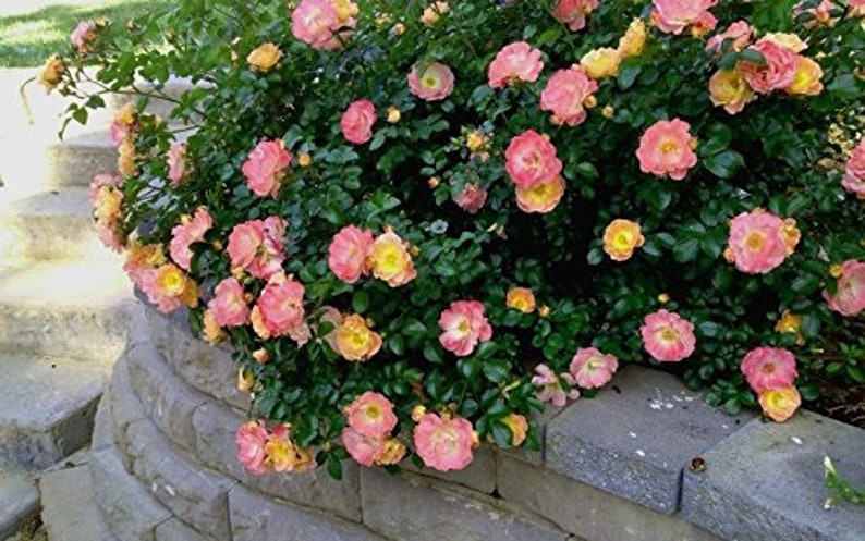 Peach Drift Groundcover Rose