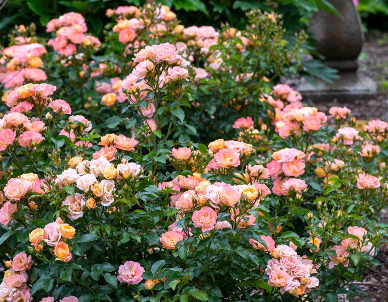 Peach Drift Groundcover Rose