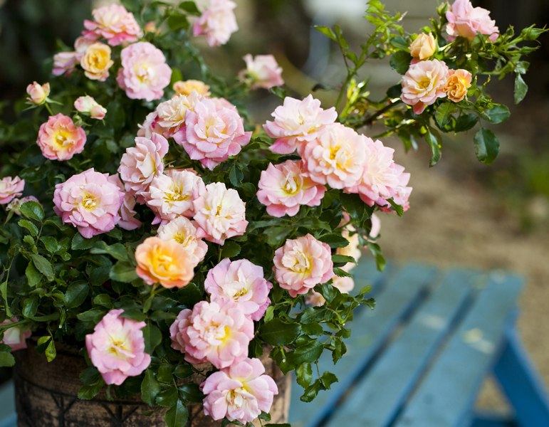 Peach Drift Groundcover Rose