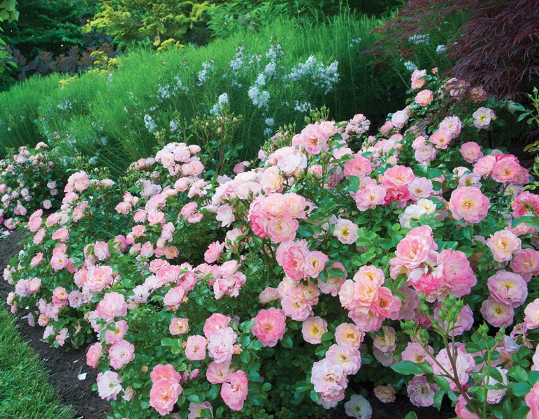 Peach Drift Groundcover Rose