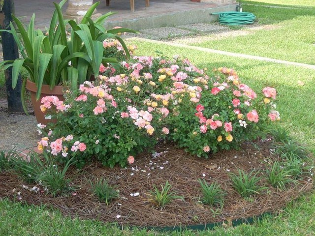 Peach Drift Groundcover Rose