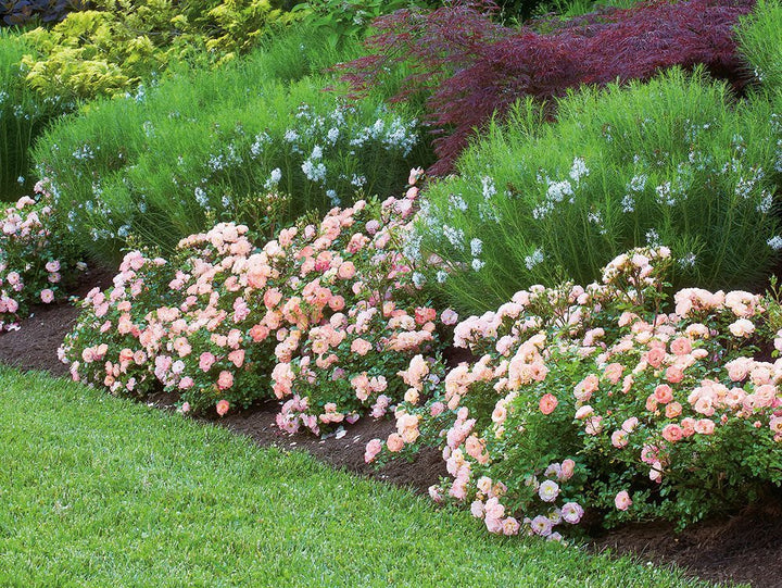 Peach Drift Groundcover Rose