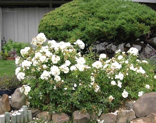 White Drift Groundcover Rose