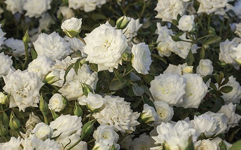 White Drift Groundcover Rose