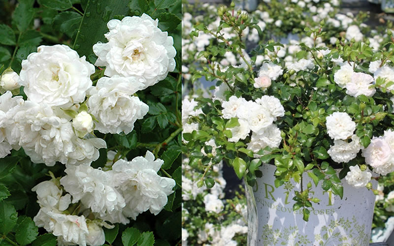 White Drift Groundcover Rose