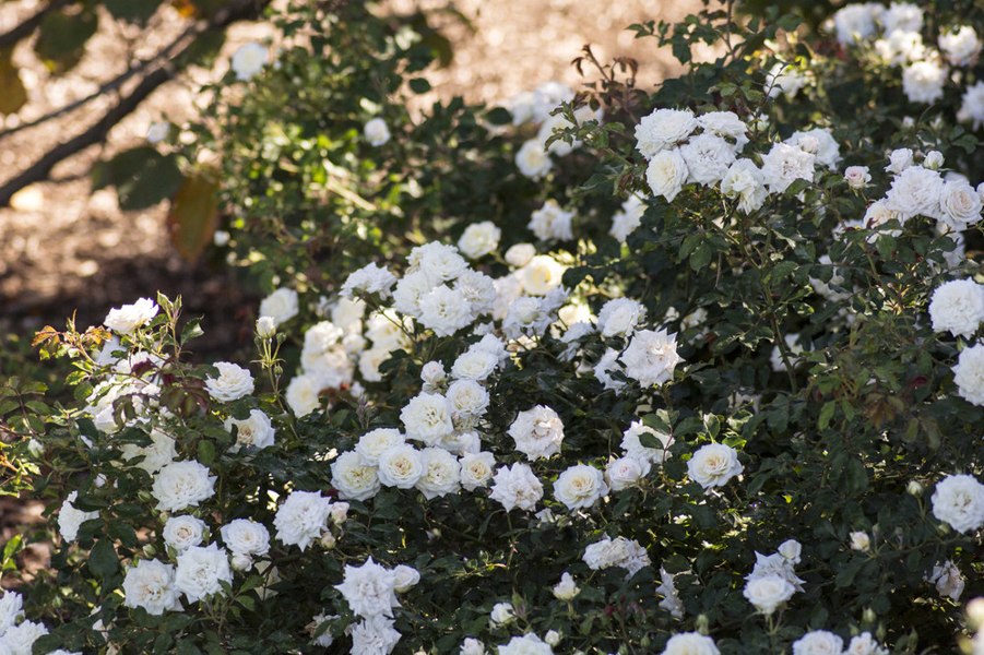 White Drift Groundcover Rose
