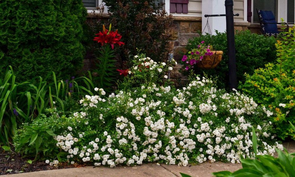 White Drift Groundcover Rose