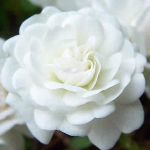 White Drift Groundcover Rose