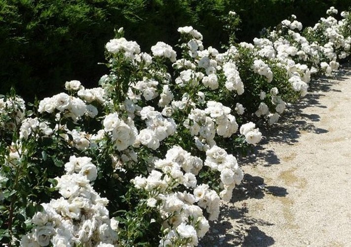 White Drift Groundcover Rose