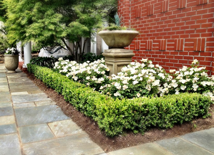 White Drift Groundcover Rose