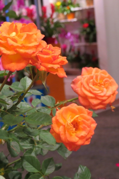 Sunrosa Orange Delight Dwarf Shrub Rose