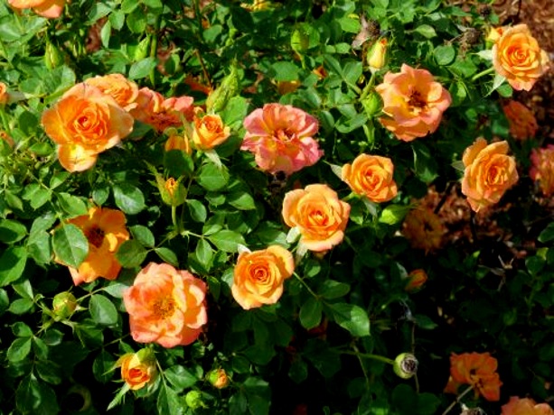 Sunrosa Orange Delight Dwarf Shrub Rose