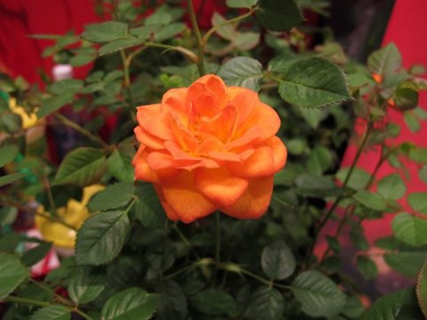 Sunrosa Orange Delight Dwarf Shrub Rose