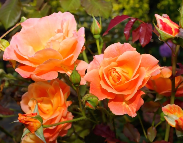 Sunrosa Orange Delight Dwarf Shrub Rose