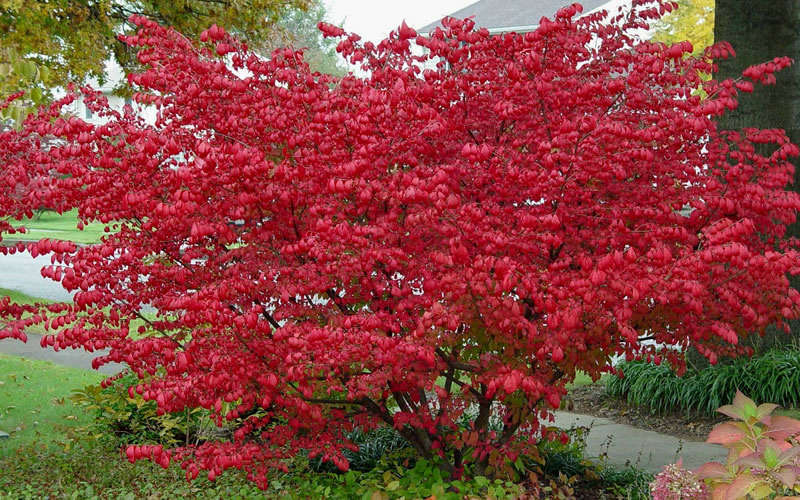 Dwarf Burning Bush