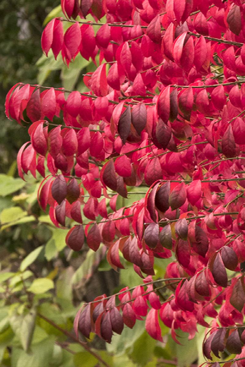 Dwarf Burning Bush