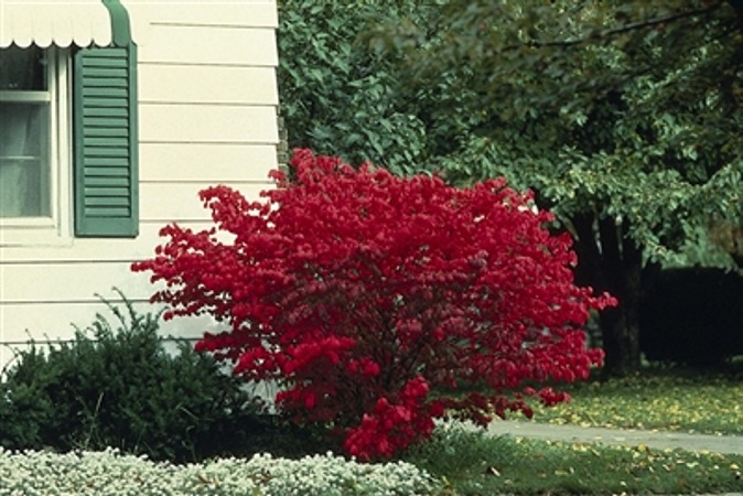 Dwarf Burning Bush