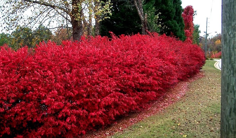 Dwarf Burning Bush