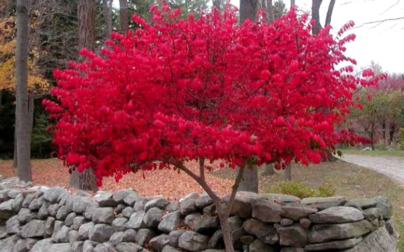 Dwarf Burning Bush