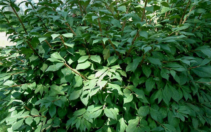 Dwarf Burning Bush