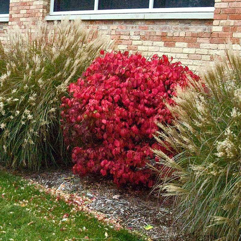 Dwarf Burning Bush