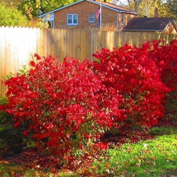 Dwarf Burning Bush