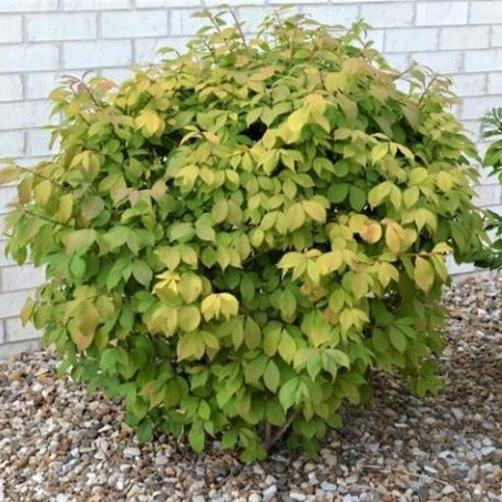 Dwarf Burning Bush