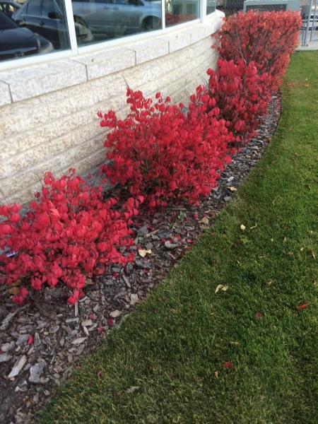 Dwarf Burning Bush
