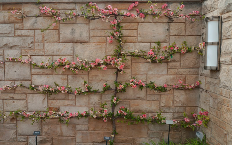 Toyo Nishiki Flowering Quince