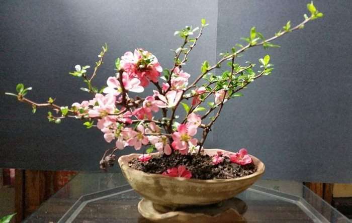 Toyo Nishiki Flowering Quince