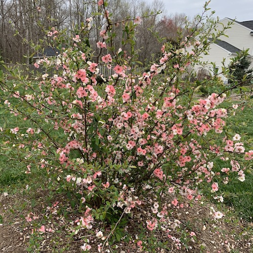 Toyo Nishiki Flowering Quince